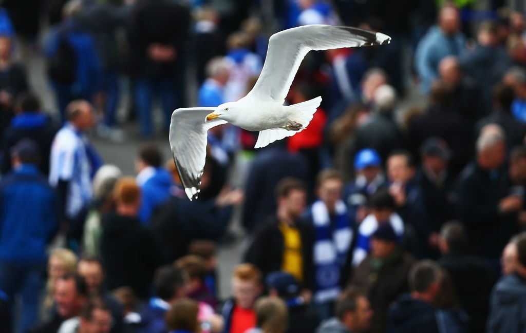 BRIGHTON, ENGLAND - APRIL 17:  A seagull flies outside the ground prior to the Sky Bet Championship match between Brighton and Hove Albion and Wigan Athletic at Amex Stadium on April 17, 2017 in Brighton, England.  (Photo by Dan Istitene/Getty Images)